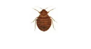 bed bug exterminator niagarafalls