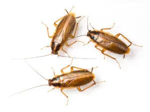cockroach control niagarafalls