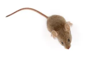 mouse exterminator niagarafalls