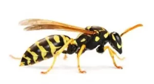 wasp removal niagarafalls