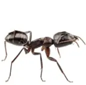 ant exterminator niagarafalls