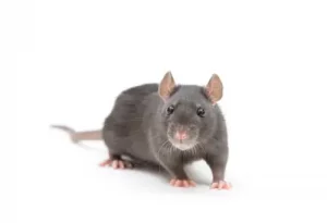 rat exterminator niagarafalls