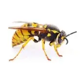wasp control niagarafalls